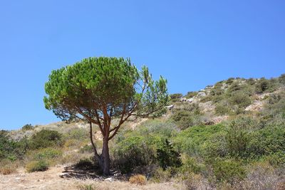 Trees on landscape against clear blue sky