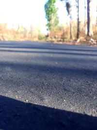 Surface level of road against trees in city