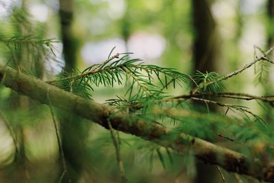 Close-up of pine tree branch
