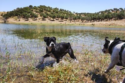 View of dog on riverbank