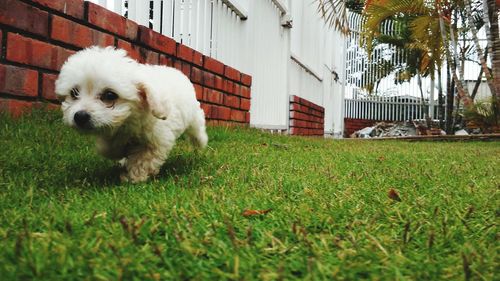 Portrait of dog on field