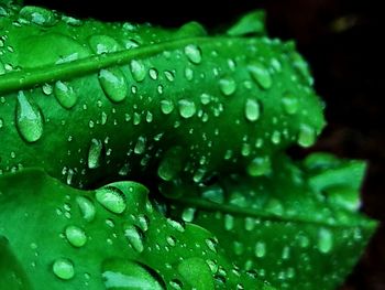 Close-up of wet flower