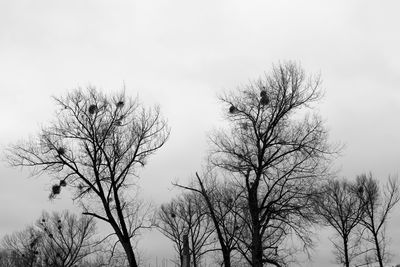 Low angle view of bare trees against clear sky