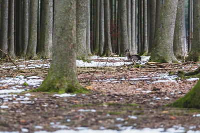 View of trees in forest