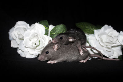 Close-up of rats with flowers against black background