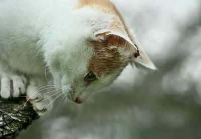 Close-up of cat on wood