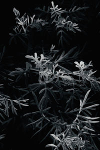 High angle view of plants against black background