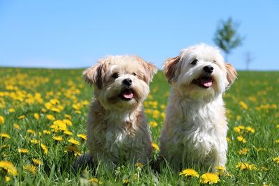 Dogs on grassy field against clear sky