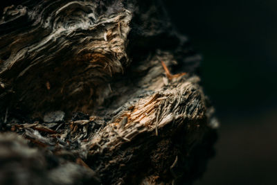 Close-up of tree trunk