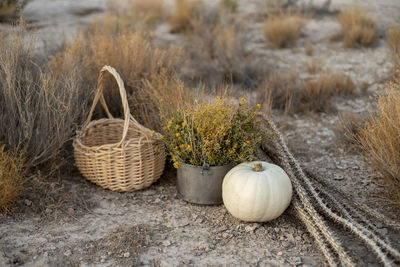 Potted plants in basket on field