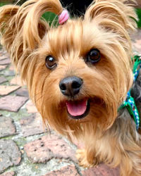 Close-up portrait of a dog