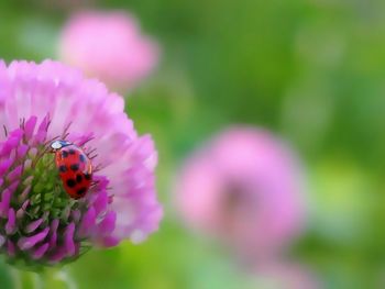 Close-up of honey bee on pink flower