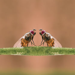 Close-up of insect on leaf