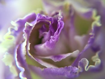 Close-up of purple flower