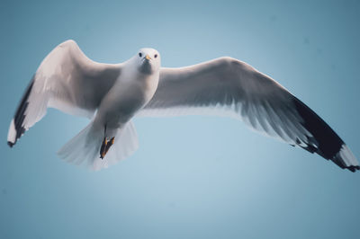 Low angle view of seagull flying