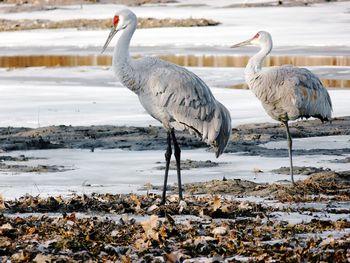 Birds in the lake