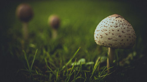 Close-up of mushroom growing on field