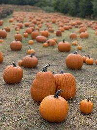 Pumpkins on field during autumn