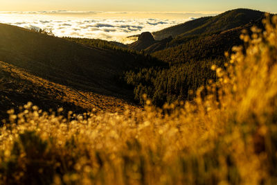 Scenic view of landscape against sky