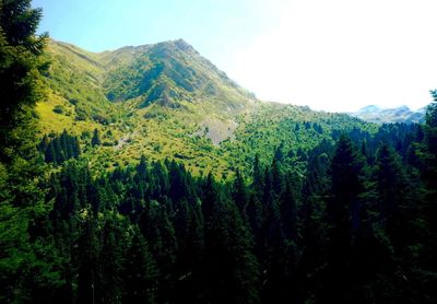 View of trees in forest