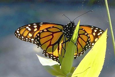 Close-up of butterfly