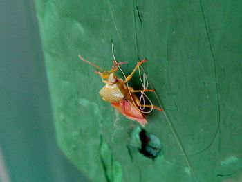 High angle view of insect on leaf