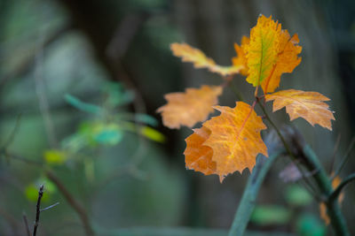 Close-up of yellow maple leaves on plant