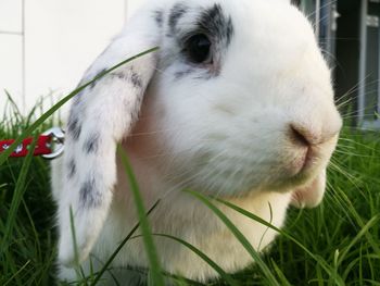 Close-up portrait of sheep