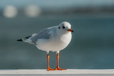 Close-up of seagull