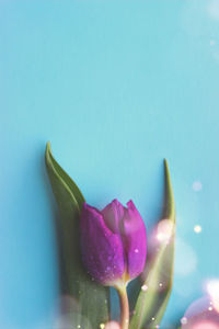 Close-up of purple flower against blue background