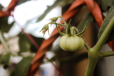 Close-up of flowering plant