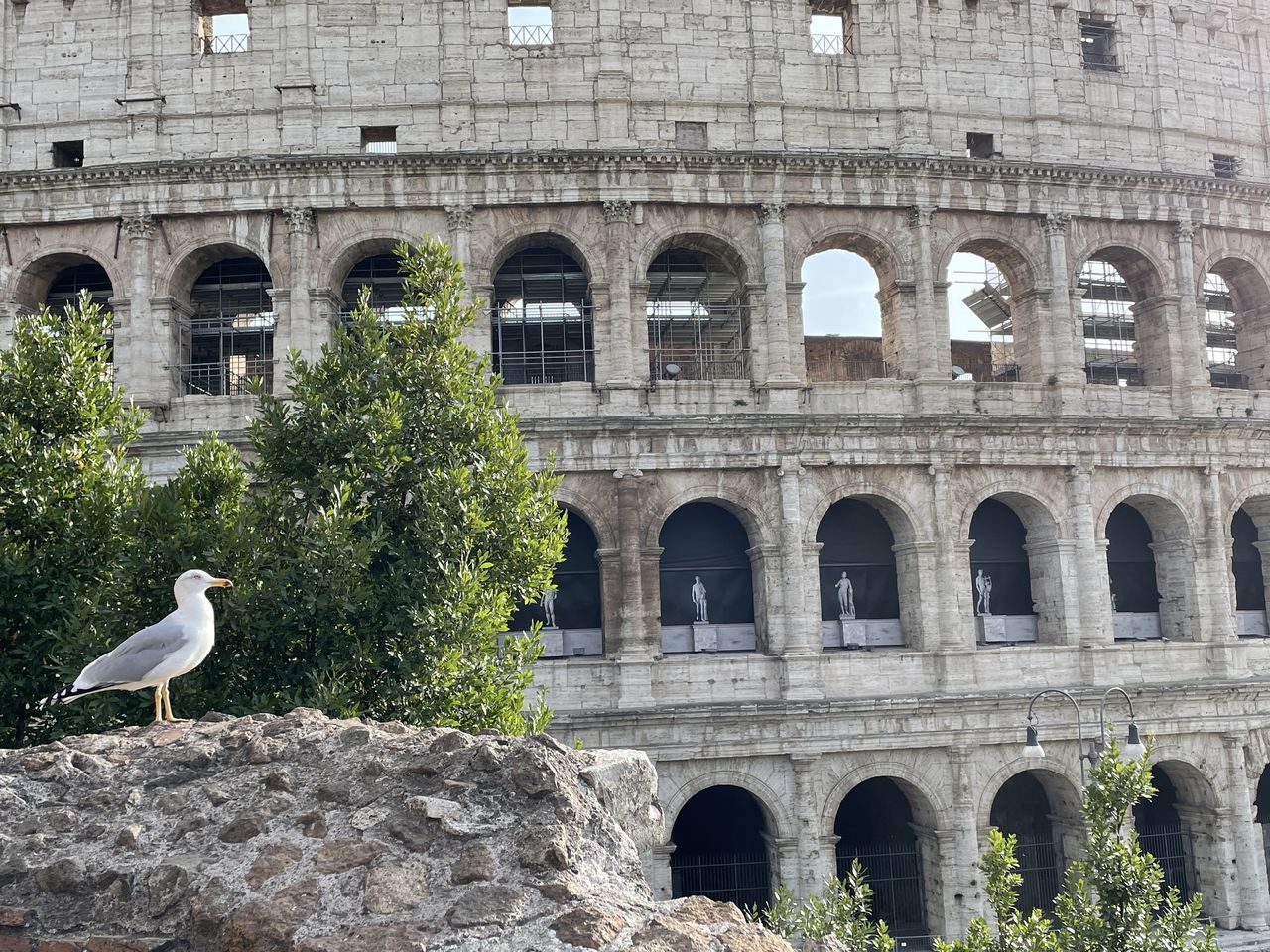 architecture, arch, animal, animal themes, bird, built structure, history, the past, animal wildlife, wildlife, travel destinations, building exterior, nature, old ruin, ancient, day, ancient history, tourism, amphitheater, one animal, travel, no people, perching, outdoors, plant, landmark