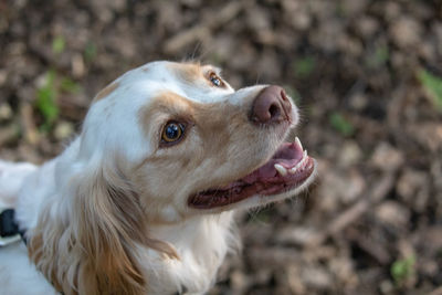 Close-up of dog looking away