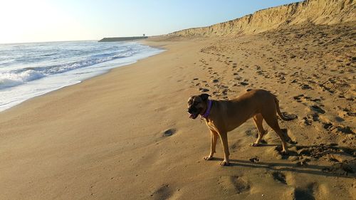 Dog standing on beach against clear sky