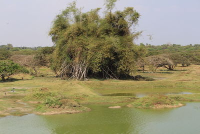 Scenic view of lake by trees against sky