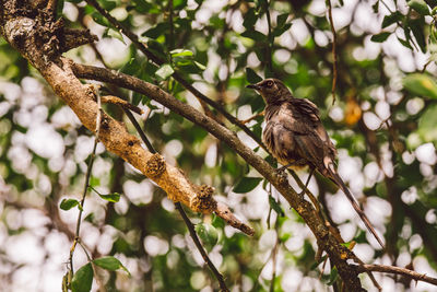 Low angle view of bird perching on tree