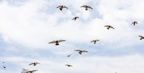 Low angle view of birds flying in sky