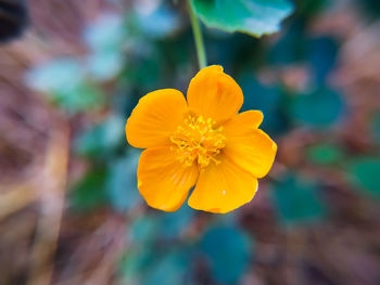 Close-up of yellow flowering plant