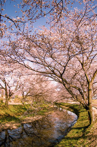 Cherry blossom tree against sky