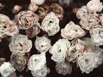 Close-up of rose bouquet