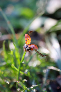 Close-up of ladybug on flower