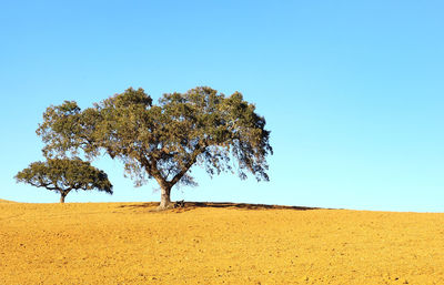 Tree on field against clear sky