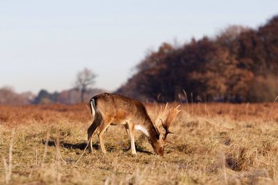 Deer on field