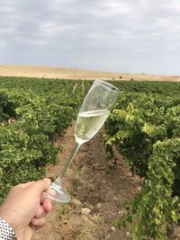 Cropped image of hand holding drink against sky