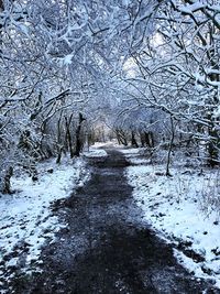 Snow covered trees in forest