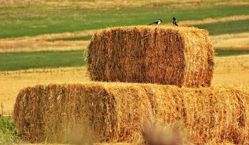 Hay bales on field