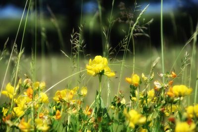 Close-up of yellow flowers