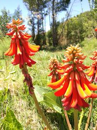 Close-up of orange flowers