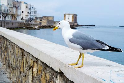 Seagull perching on white background