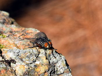 Close-up of insect on tree